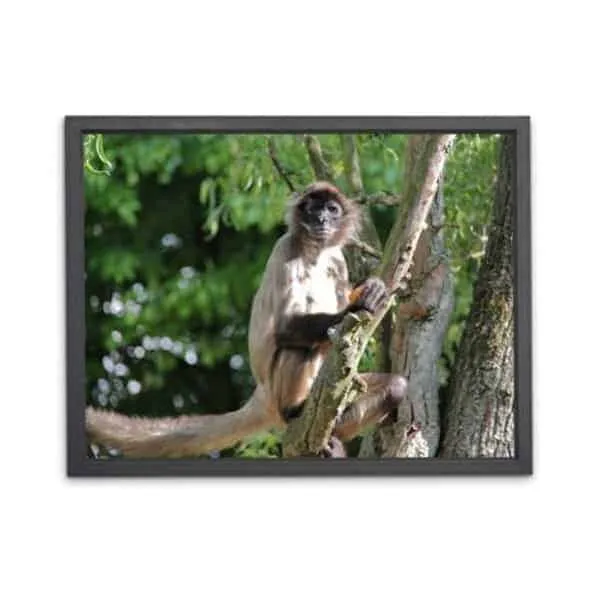 WS-Spalluto Frame-Home Screen