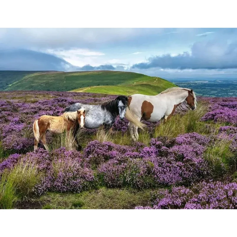 Ravensburger 2000pc Wild Horses in the Heather Puzzle